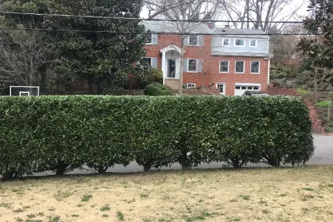 Hedge Trimming and Pruning Services in Falls Church VA