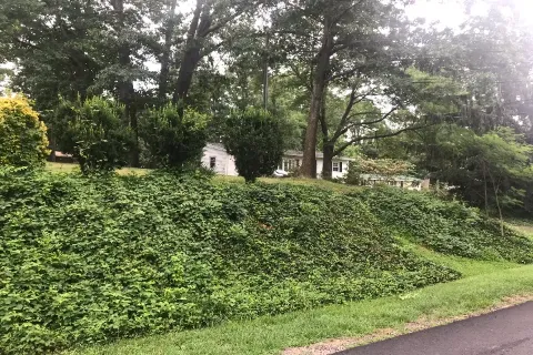 English Ivy Removal Services in Falls Church VA